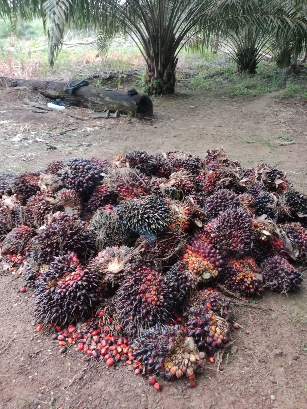 Gambar disamping merupakan gambar hasil pertanian desa kuta padang simeulue cut berupa sawit