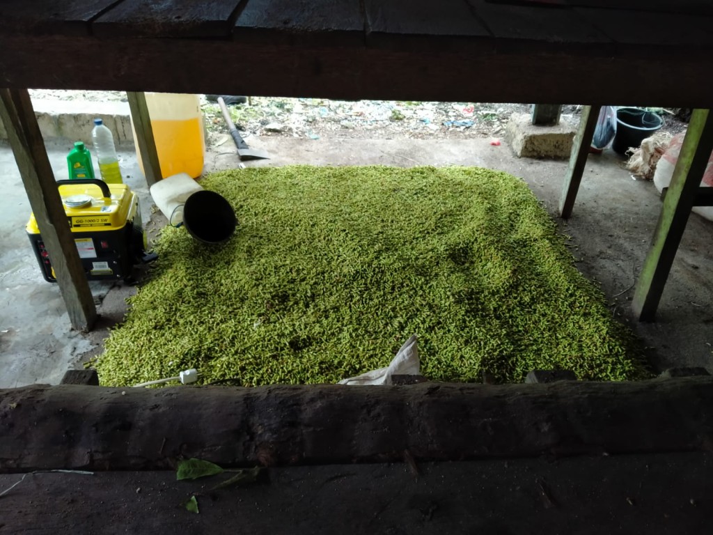 Gambar disamping merupakan gambar hasil pertanian desa kuta padang simeulue cut berupa cengkeh.